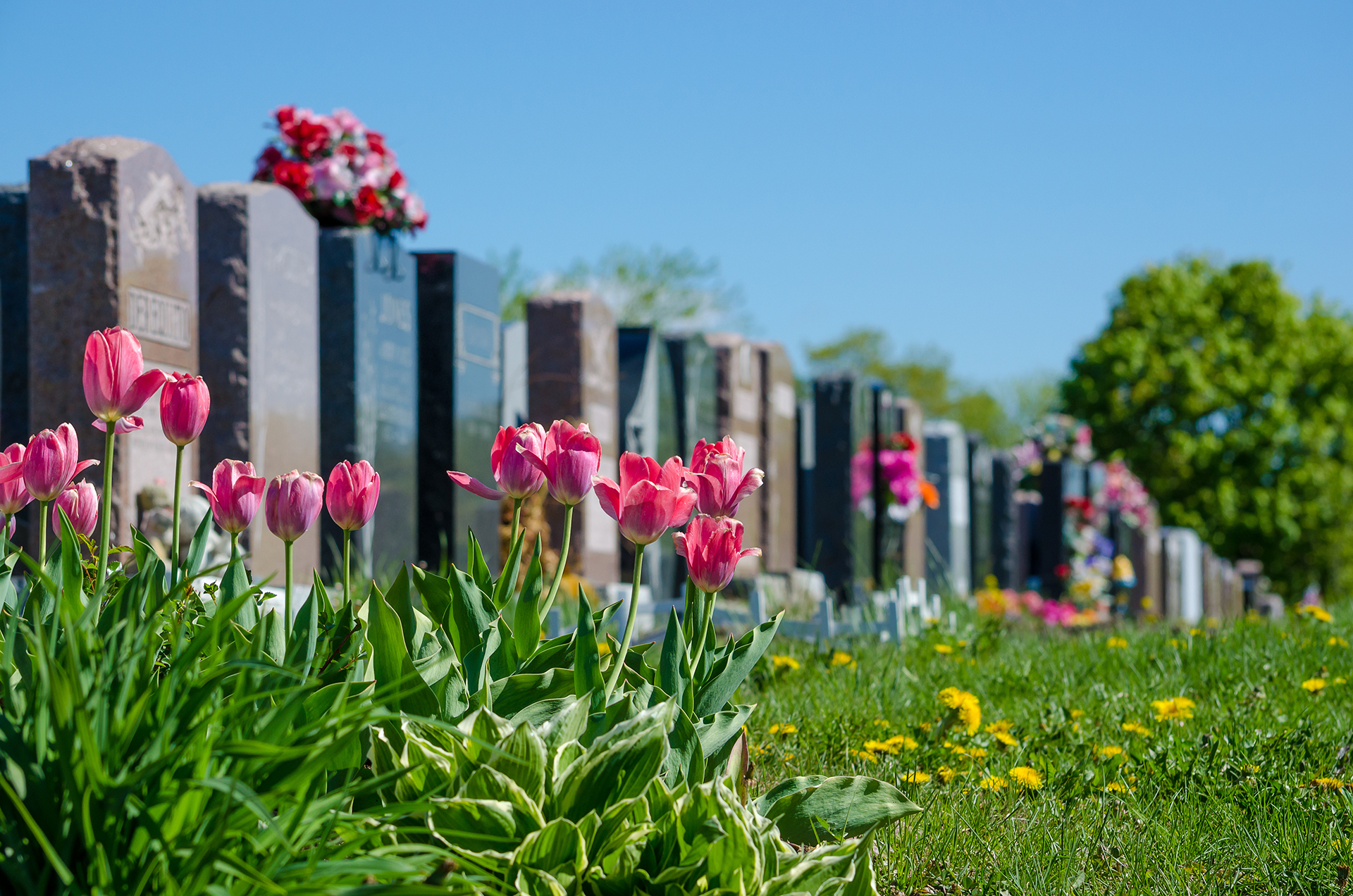 Cimetière_en_fleurs