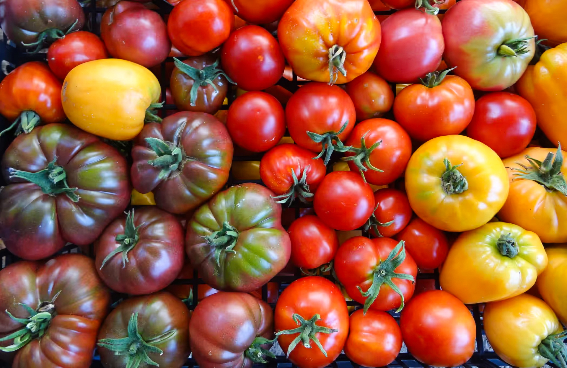 Photos_tomates_jardin_des_milles_pas