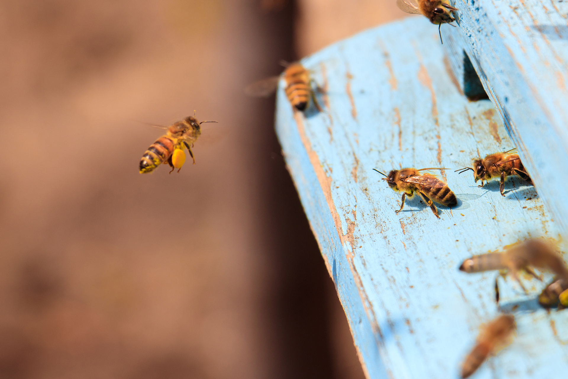 Abeilles_qui_entrent_dans_la_ruche