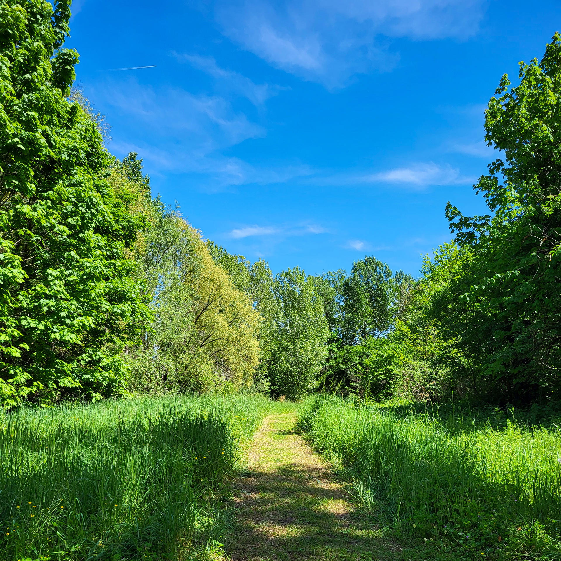 Chemin_herboré_île_nègrepelisse