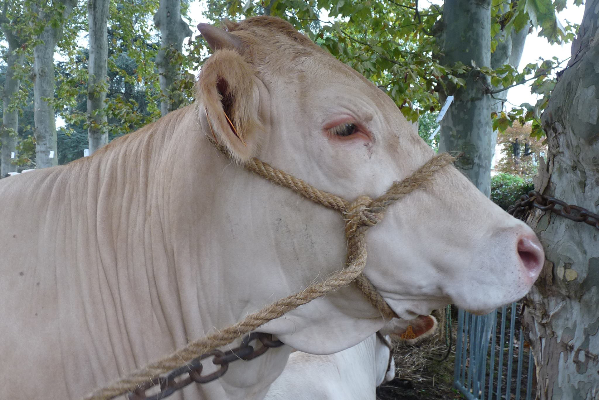 Image_comice_agricole_nègrepelisse