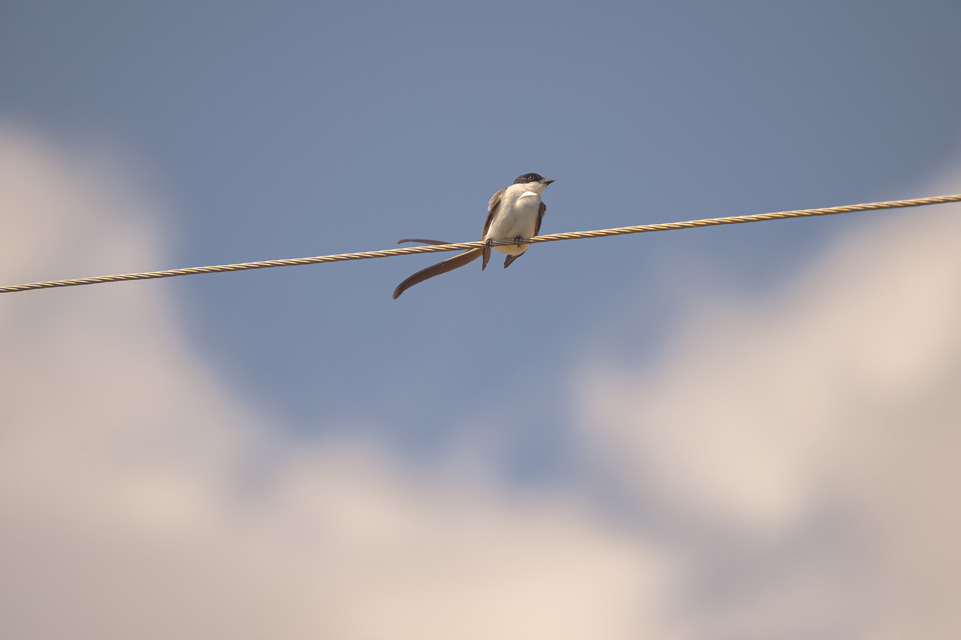 Petit-oiseau-assis-sur-une-corde