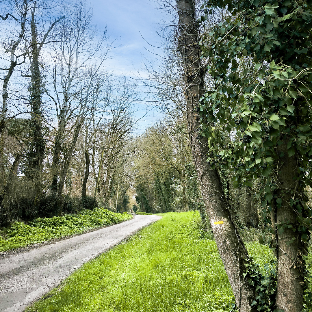 Chemin_de_balade_nègrepelisse