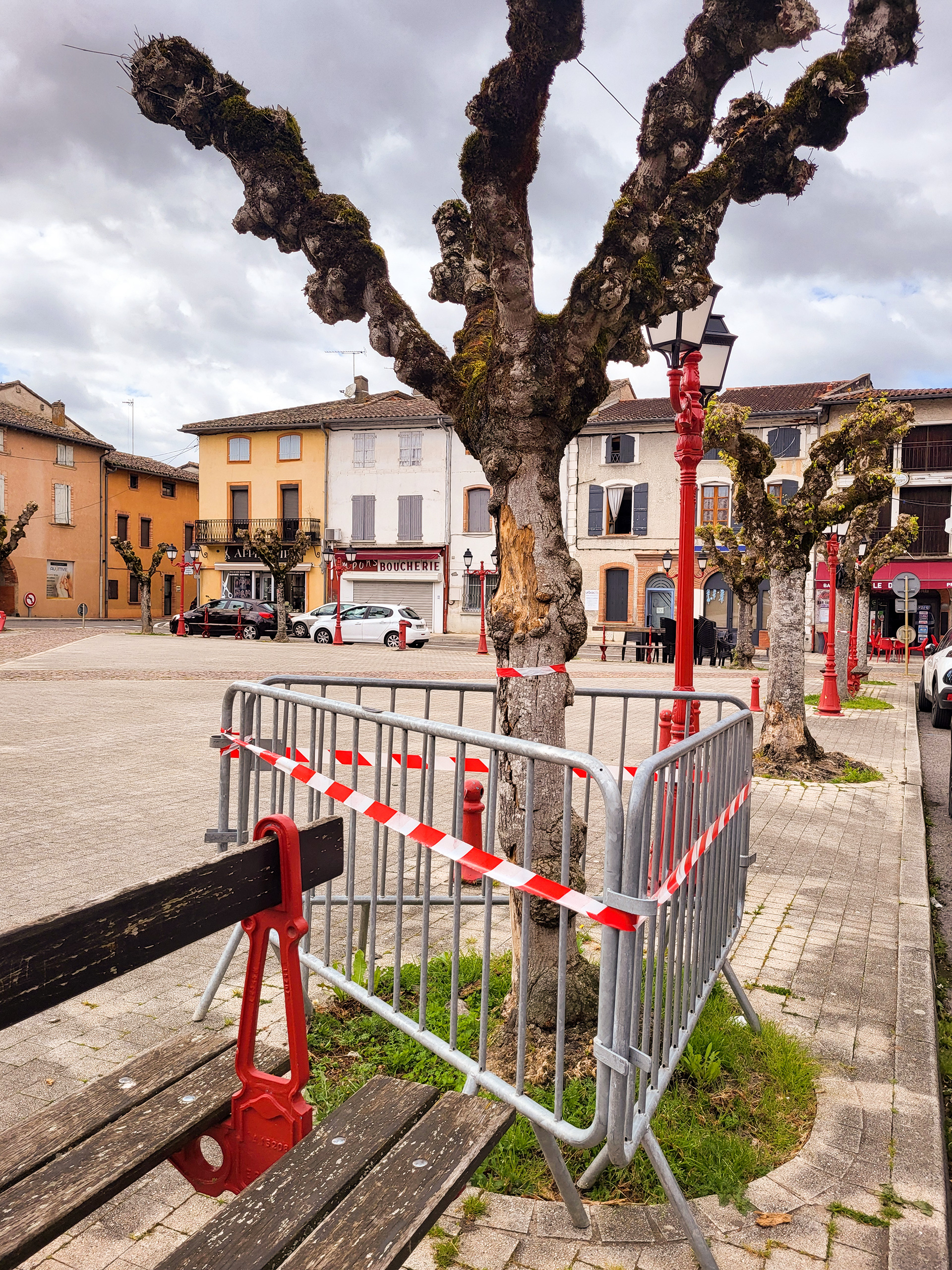 Photo_place_nationale_avec_arbres_fragiles