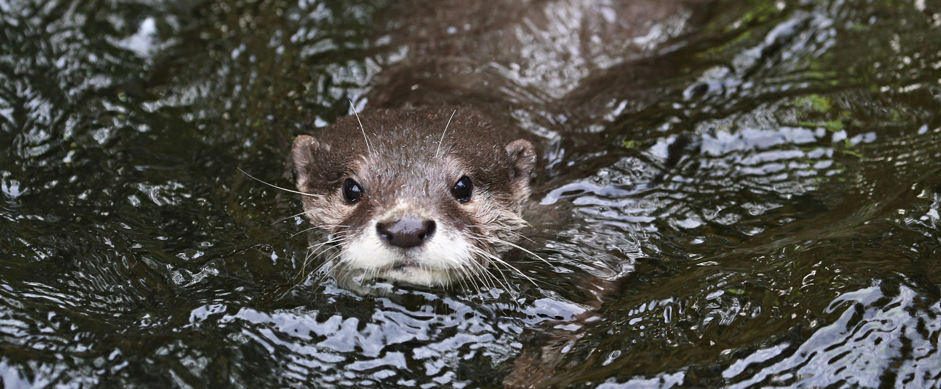 Loutre_qui_nage